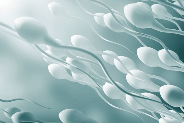 Sperm Capacitation or REM | URE Centro Gutenberg